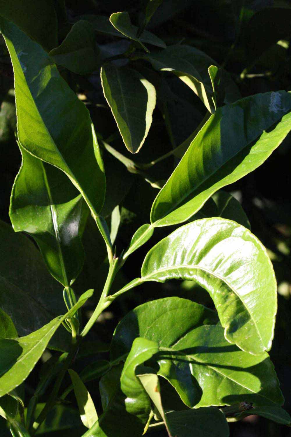              Sun leaves (Riverside, CA)       